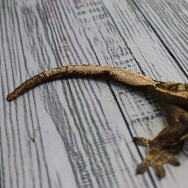 (#E13) Harlequin Crested Gecko – Sub-Adult Female