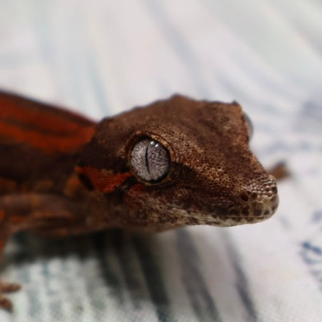 (#1) Possible Phantom Eye Red Stripe Gargoyle Gecko – Unsexed {DEADPOOL LINE}