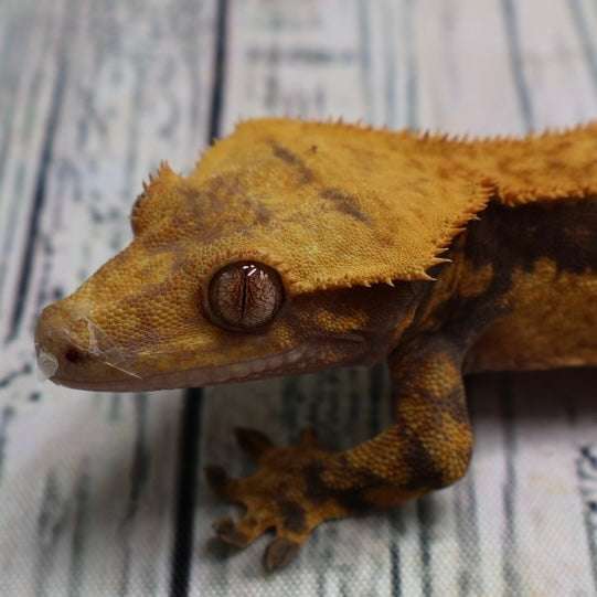 (#G126) Fire Quad Pinstripe Crested Gecko – Male Sub-Adult