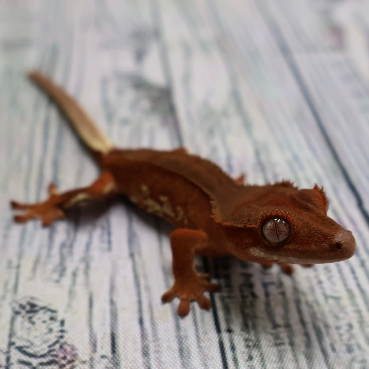 (#478) Phantom Lilly White Crested Gecko – Unsexed