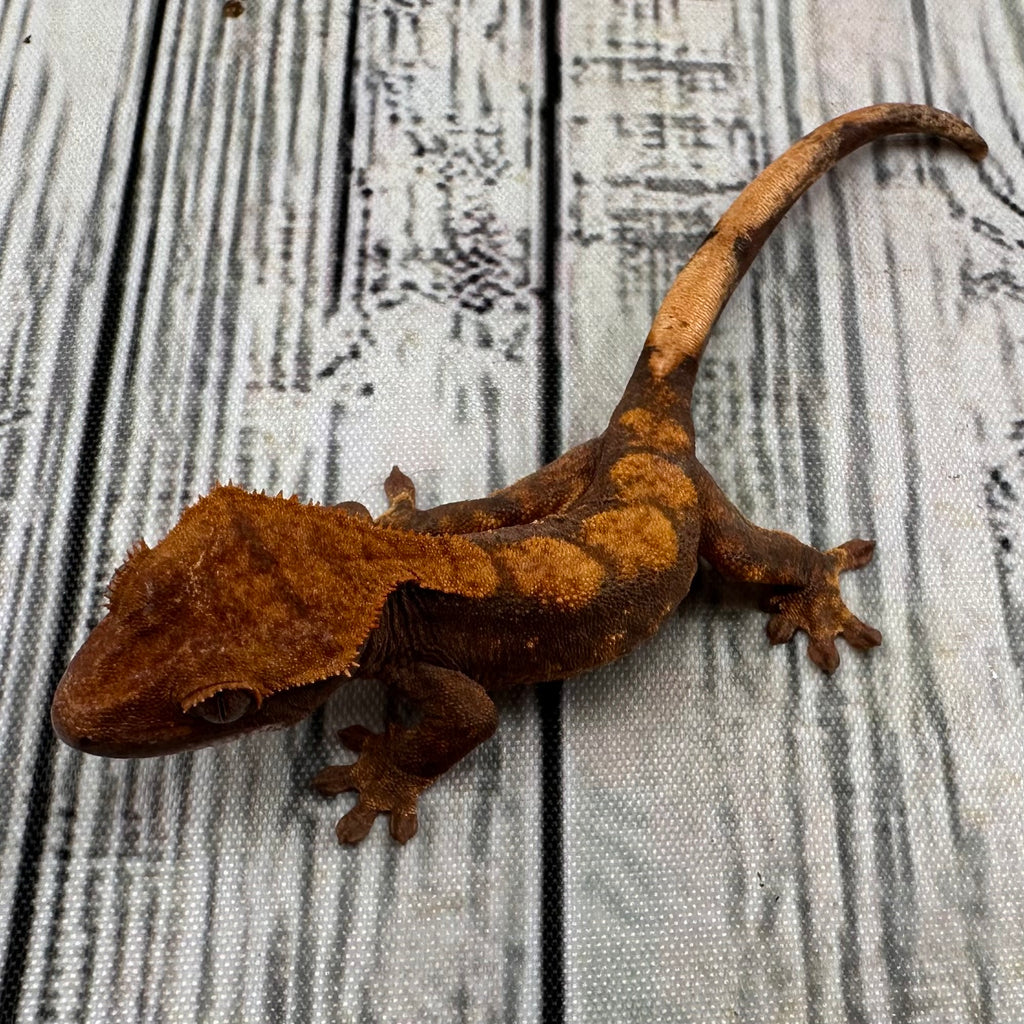 Flame Unsexed Crested Gecko (#R31)