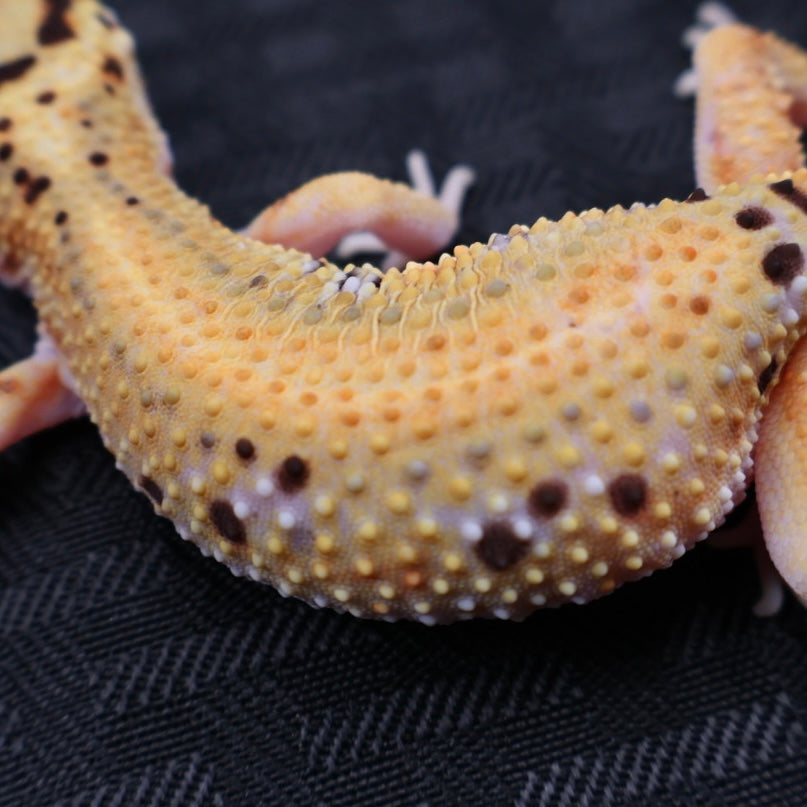 (#18) Tangerine Stripe Leopard Gecko – Female