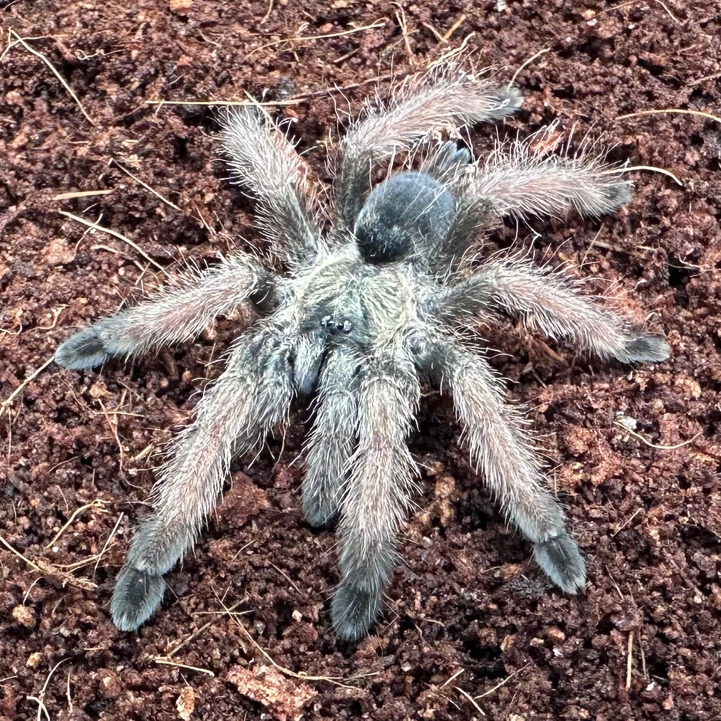 Psalmopoeus pulcher ~ (Panama Blonde Tarantula) 1.5" – Unsexed Juvenile