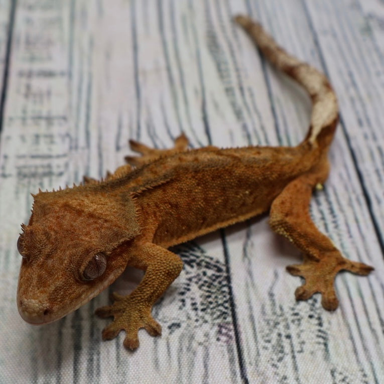 Tiger Margin Phantom Male Crested Gecko – Sub-Adult (#285)
