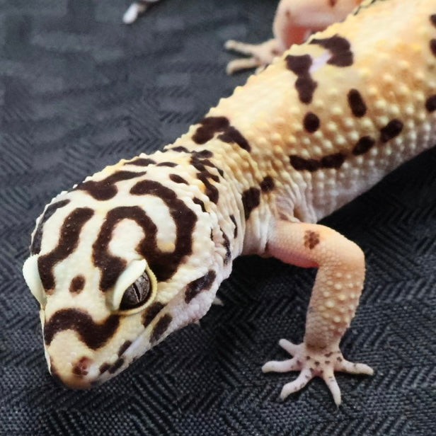 (#2) Bold Tangerine het Tremper Albino Leopard Gecko – Female