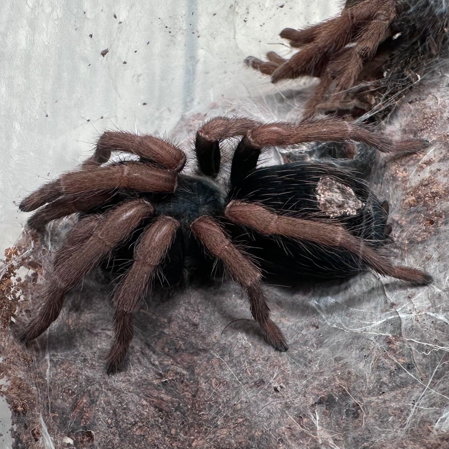 Kochiana brunnipes ~ (Dwarf Brazilian Red-Leg Tarantula) 2" – Probable Female Juvenile