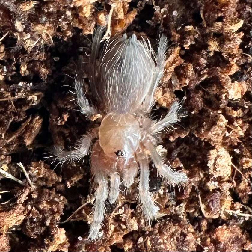 Acanthoscurria geniculata ~ (Brazilian White Knee Tarantula) ¼" – Unsexed Sling