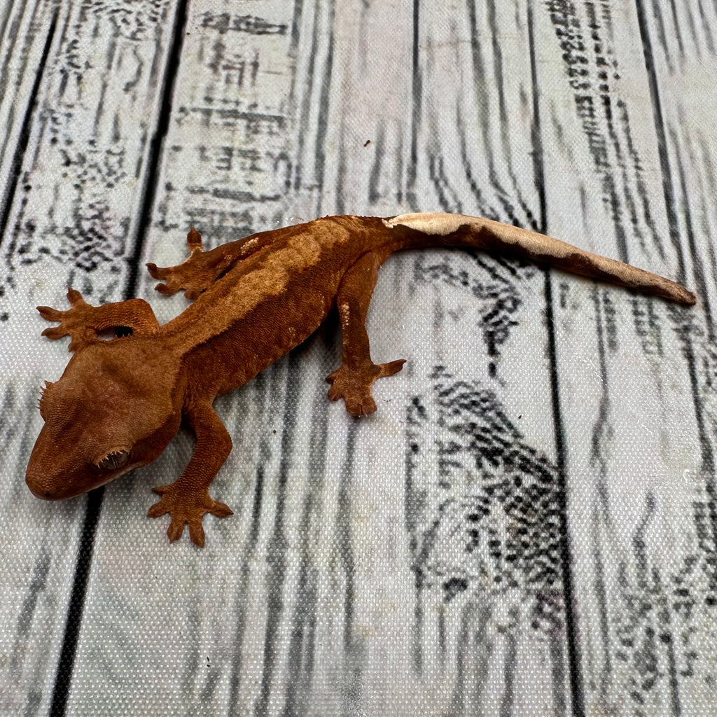 Flame Unsexed Crested Gecko (#R32)