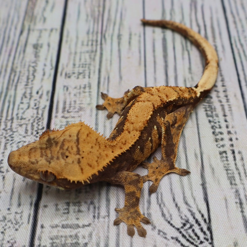 Harlequin Crested Gecko (#304)