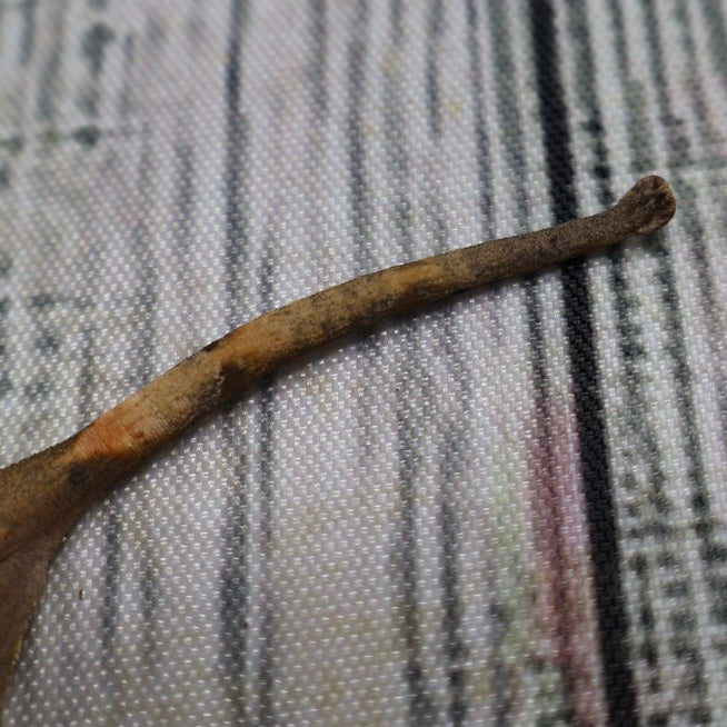 (#G200) Fire Crested Gecko – Baby Unsexed