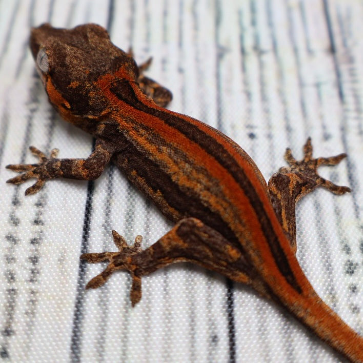 (#9) Possible Phantom Eye Red Stripe Gargoyle Gecko – Unsexed {DEADPOOL LINE}