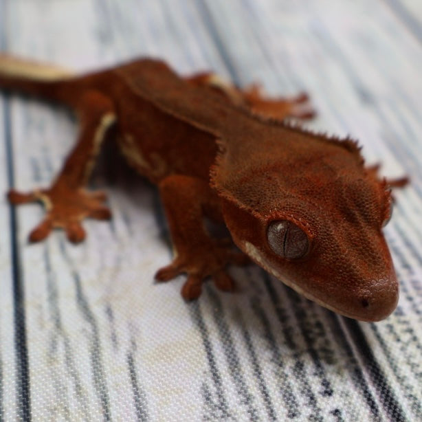 (#478) Phantom Lilly White Crested Gecko – Unsexed