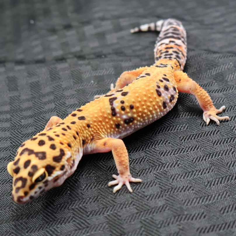 (#29) Tangerine Leopard Gecko – Female