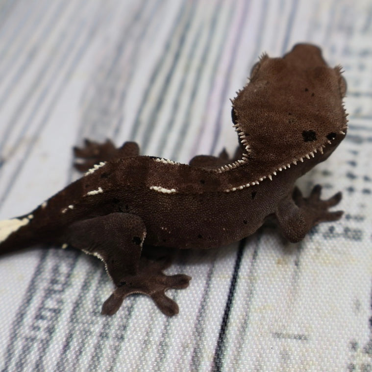 (#510) Axanthic Pinstripe Dalmatian Crested Gecko – Unsexed