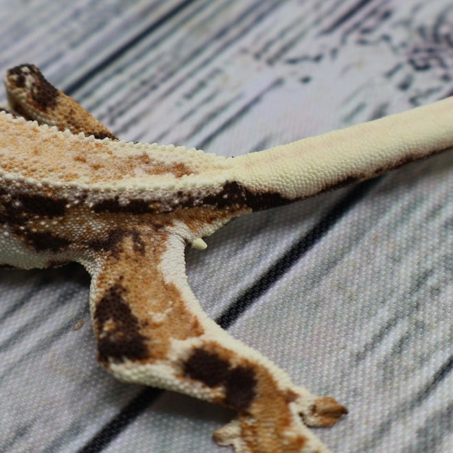 Lilly White Crested Gecko (#308)