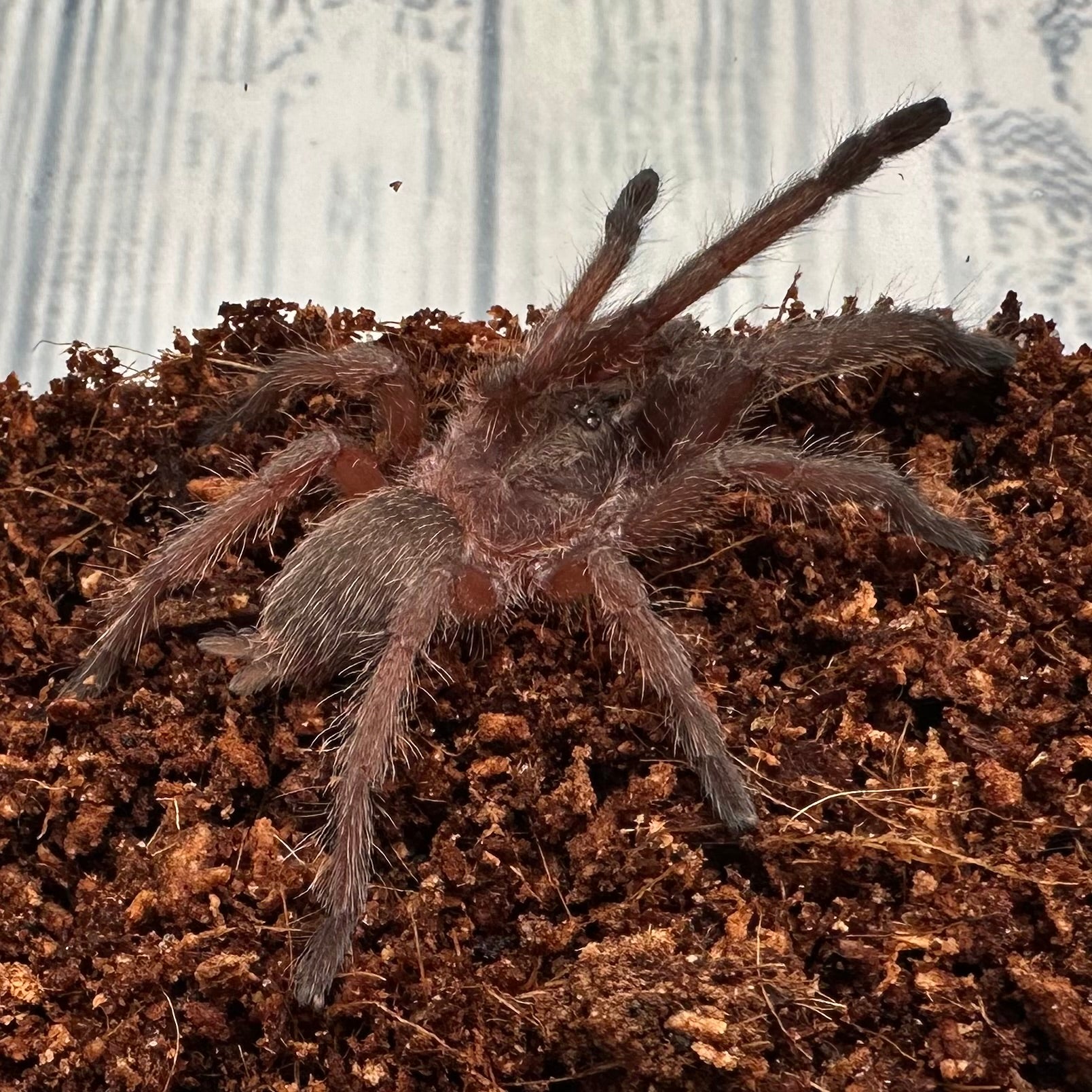 Chilobrachys sp. Kaeng Krachan ~ (Thai Smokey Grey Tarantula) ¾" – Unsexed Sling