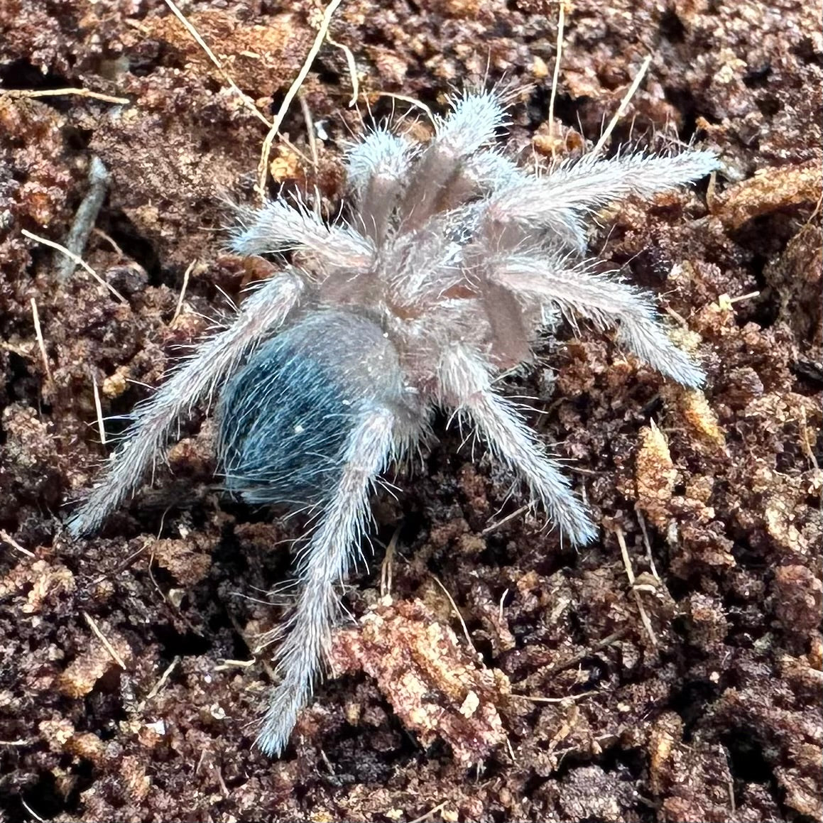 Brachypelma emilia ~ (Mexican Redleg Tarantula) ½" – Unsexed Sling