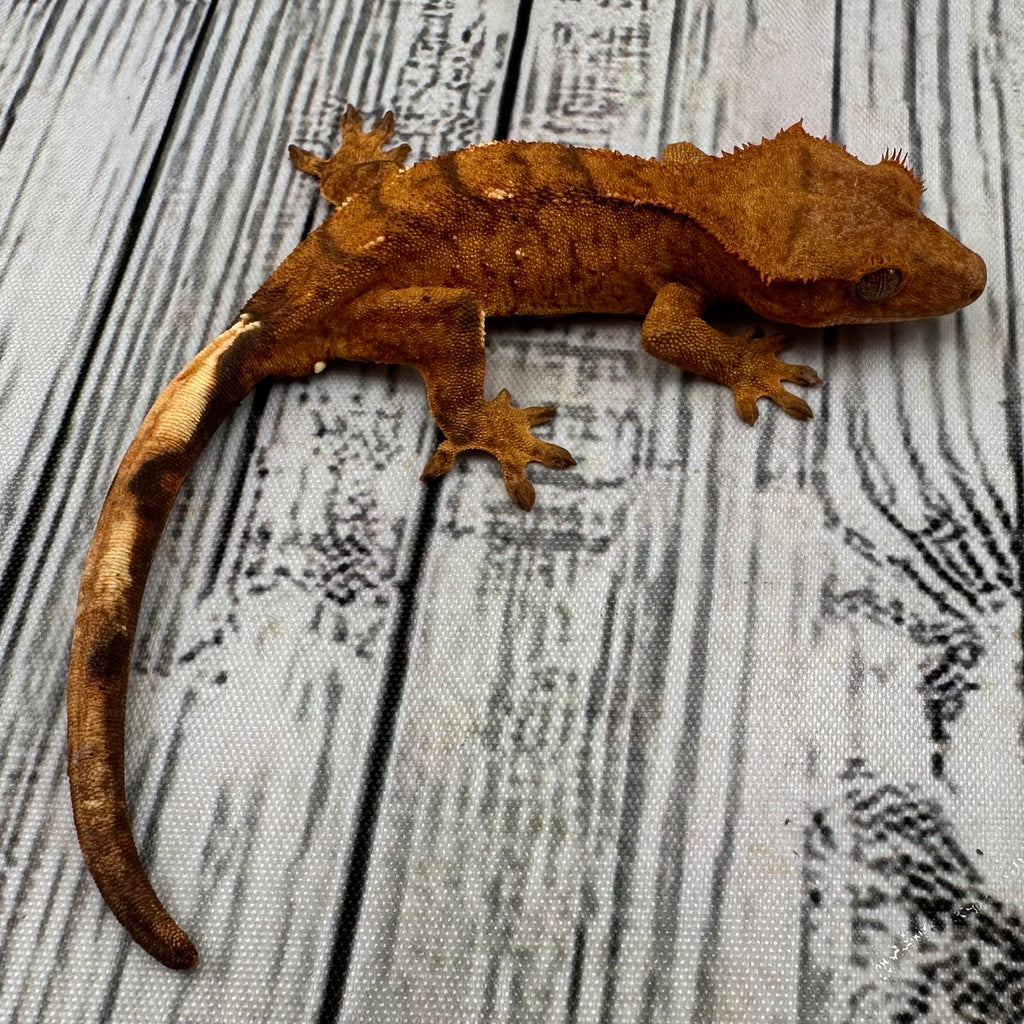 Flame Unsexed Crested Gecko (#R28) ~ A+++