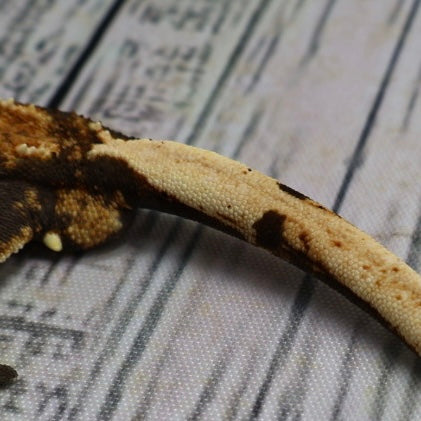 (#G125) Possible Fire Crested Gecko – Male Sub-Adult
