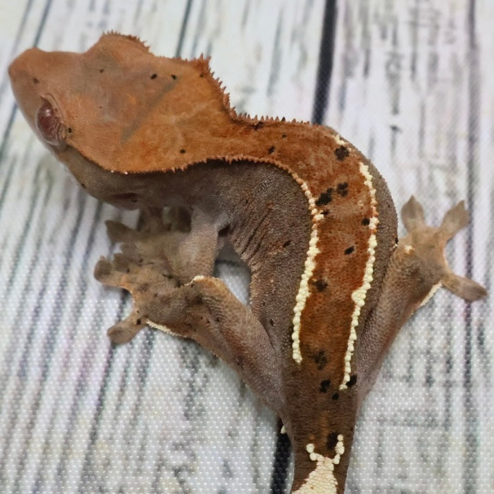 (#403) RCK Cappuccino Partial Pinstripe Dalmatian Crested Gecko