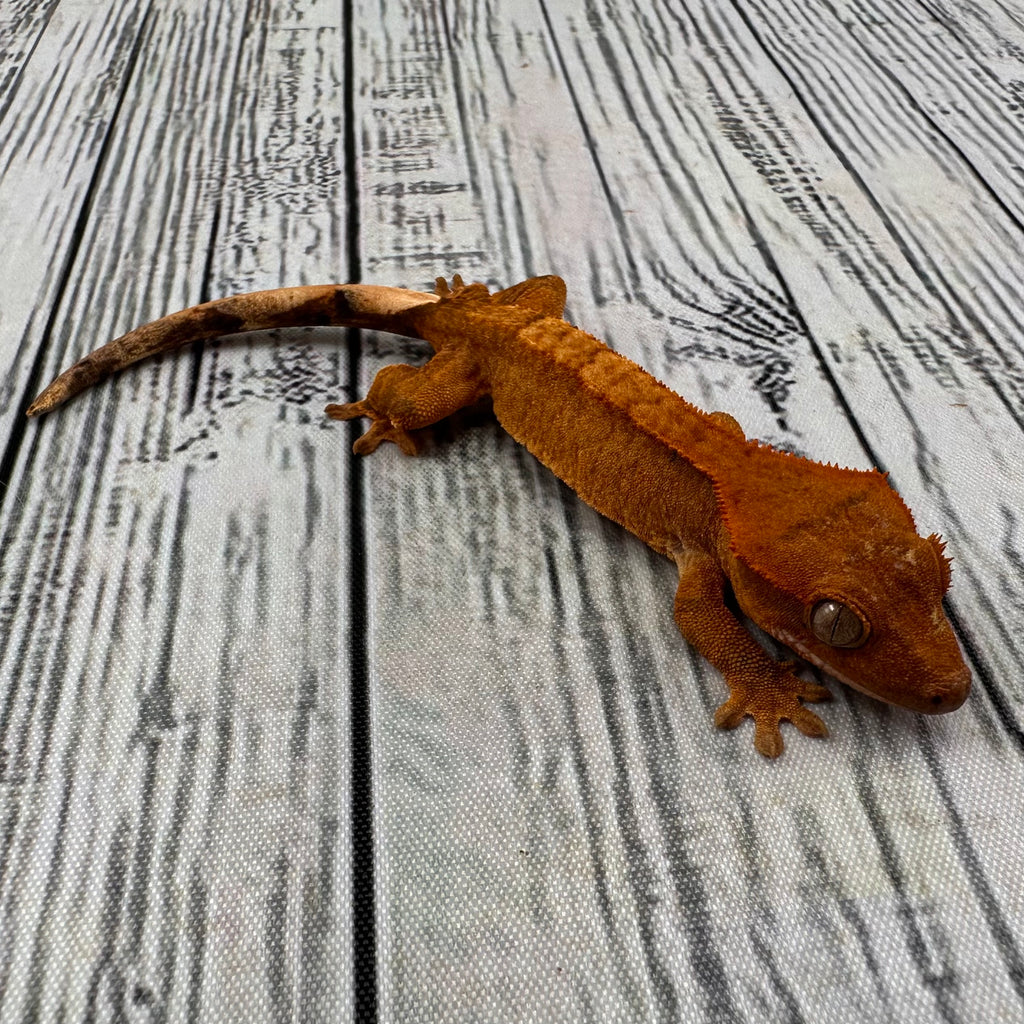 Flame Dalmatian Unsexed Crested Gecko (#R16) ~ Tangerine Line
