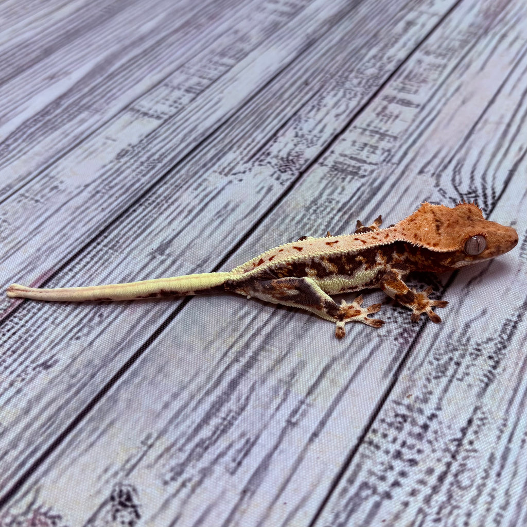 Lilly White Crested Gecko (#312)