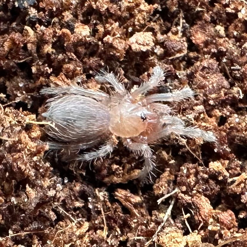 Acanthoscurria geniculata ~ (Brazilian White Knee Tarantula) ¼" – Unsexed Sling