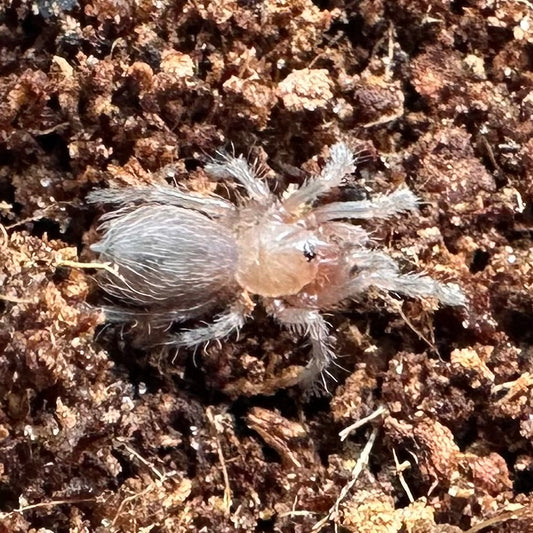 Acanthoscurria geniculata ~ (Brazilian White Knee Tarantula) ¼" – Unsexed Sling