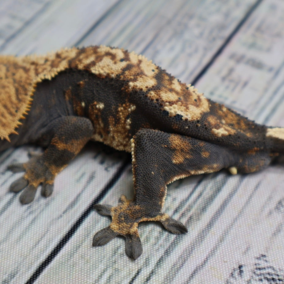 (#G131) Possible Fire Crested Gecko – Male Sub-Adult