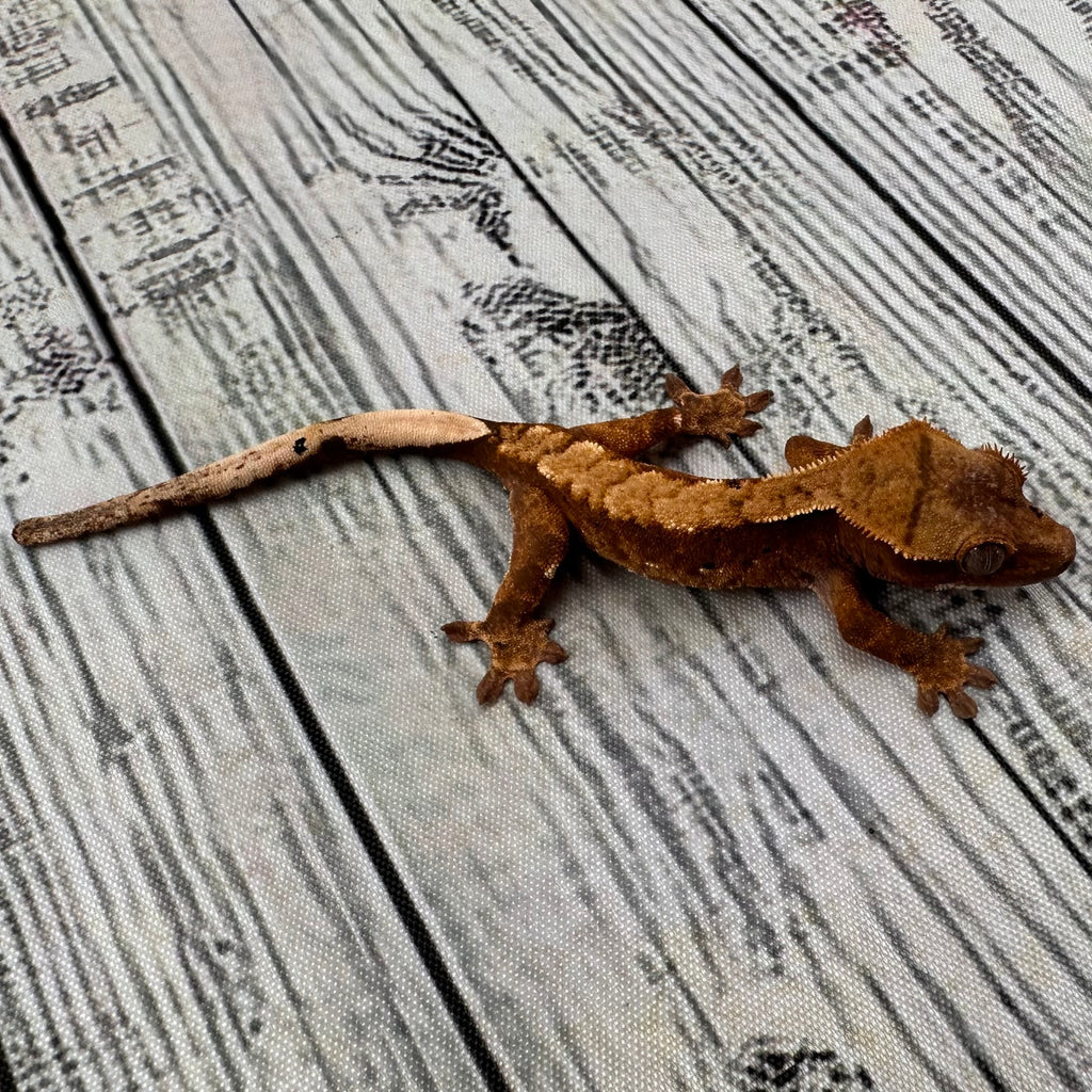 Flame Dalmatian Unsexed Crested Gecko (#R23)