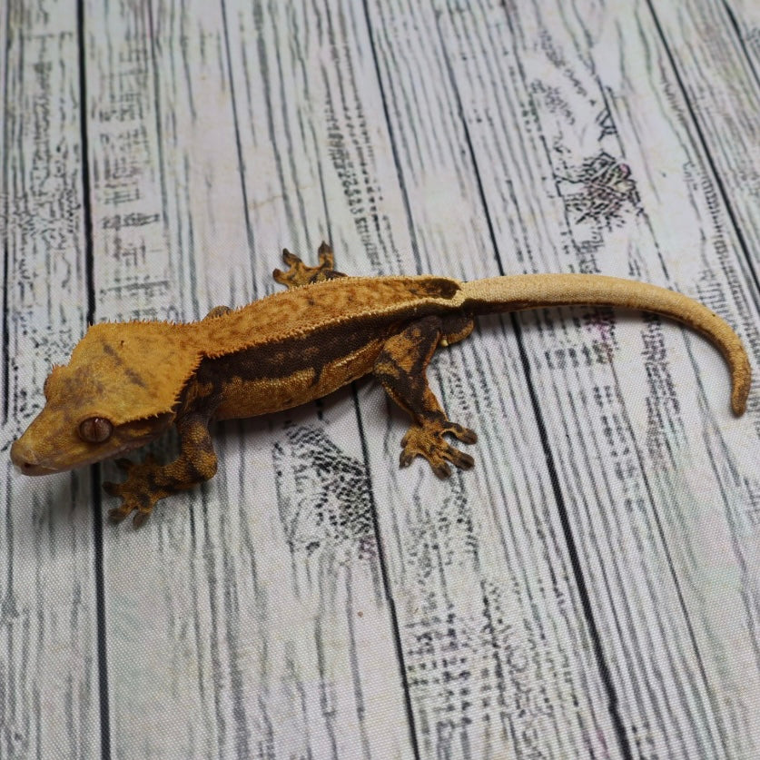 (#G126) Fire Quad Pinstripe Crested Gecko – Male Sub-Adult