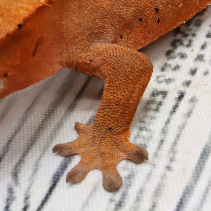 (#468) RCK Cappuccino Dalmatian Partial Pinstripe Crested Gecko – Unsexed