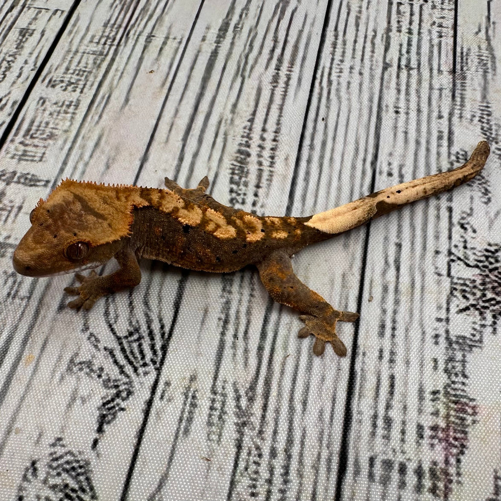 Flame Dalmatian Unsexed Crested Gecko (#R15)