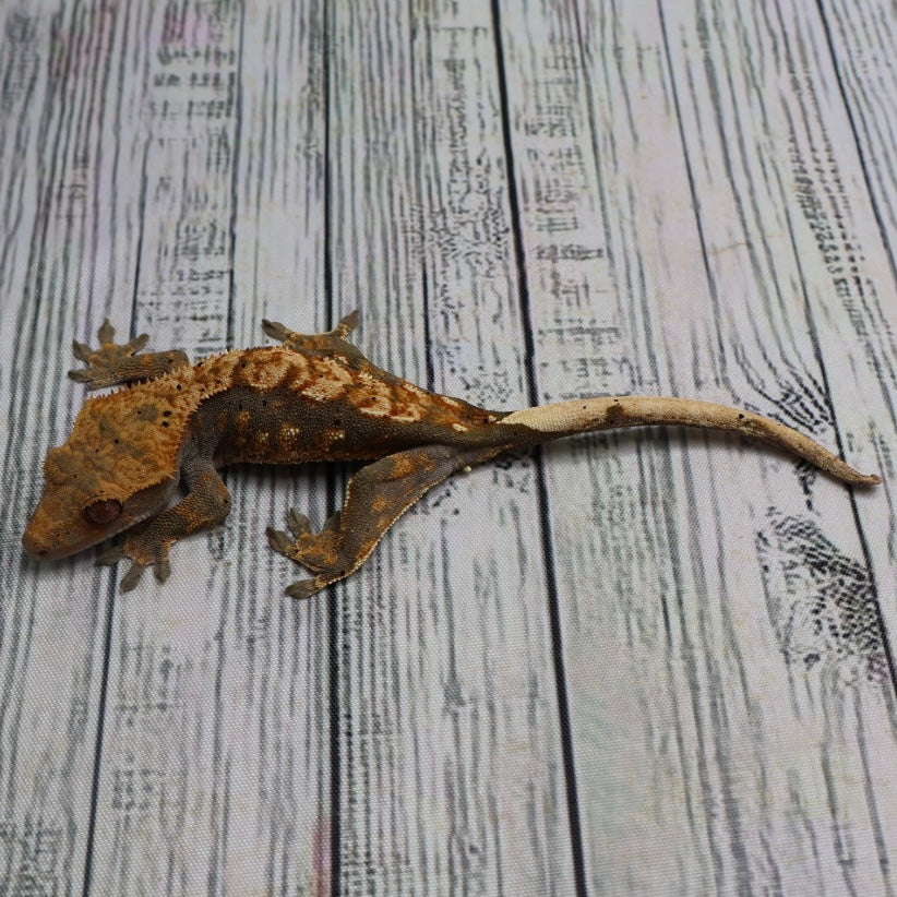 (#G132) Possible Fire Crested Gecko – Female Juvenile