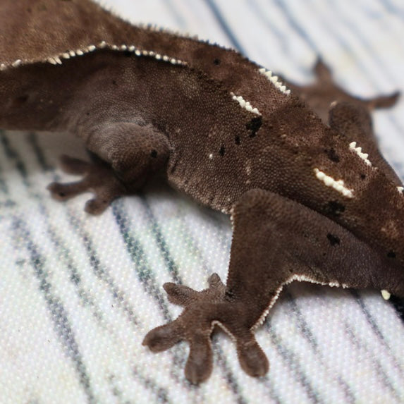 (#510) Axanthic Pinstripe Dalmatian Crested Gecko – Unsexed