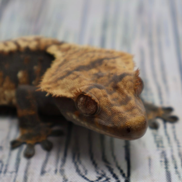(#G131) Possible Fire Crested Gecko – Male Sub-Adult