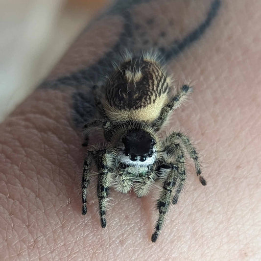 Canopy Jumping Spider – Sling (Phidippus otiosus) ~i5+