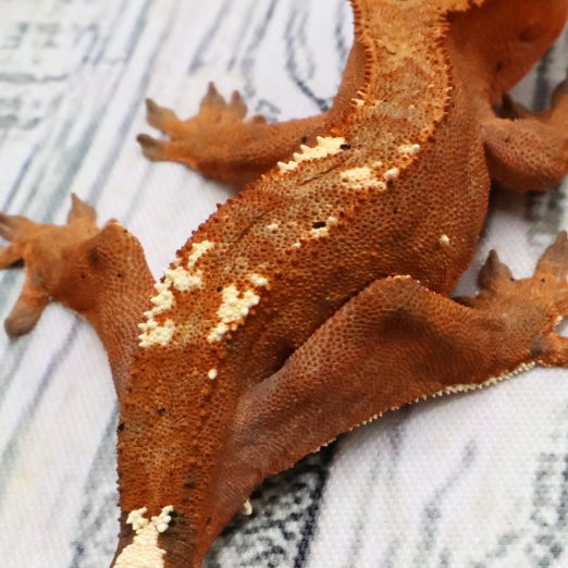 (#468) RCK Cappuccino Dalmatian Partial Pinstripe Crested Gecko – Unsexed