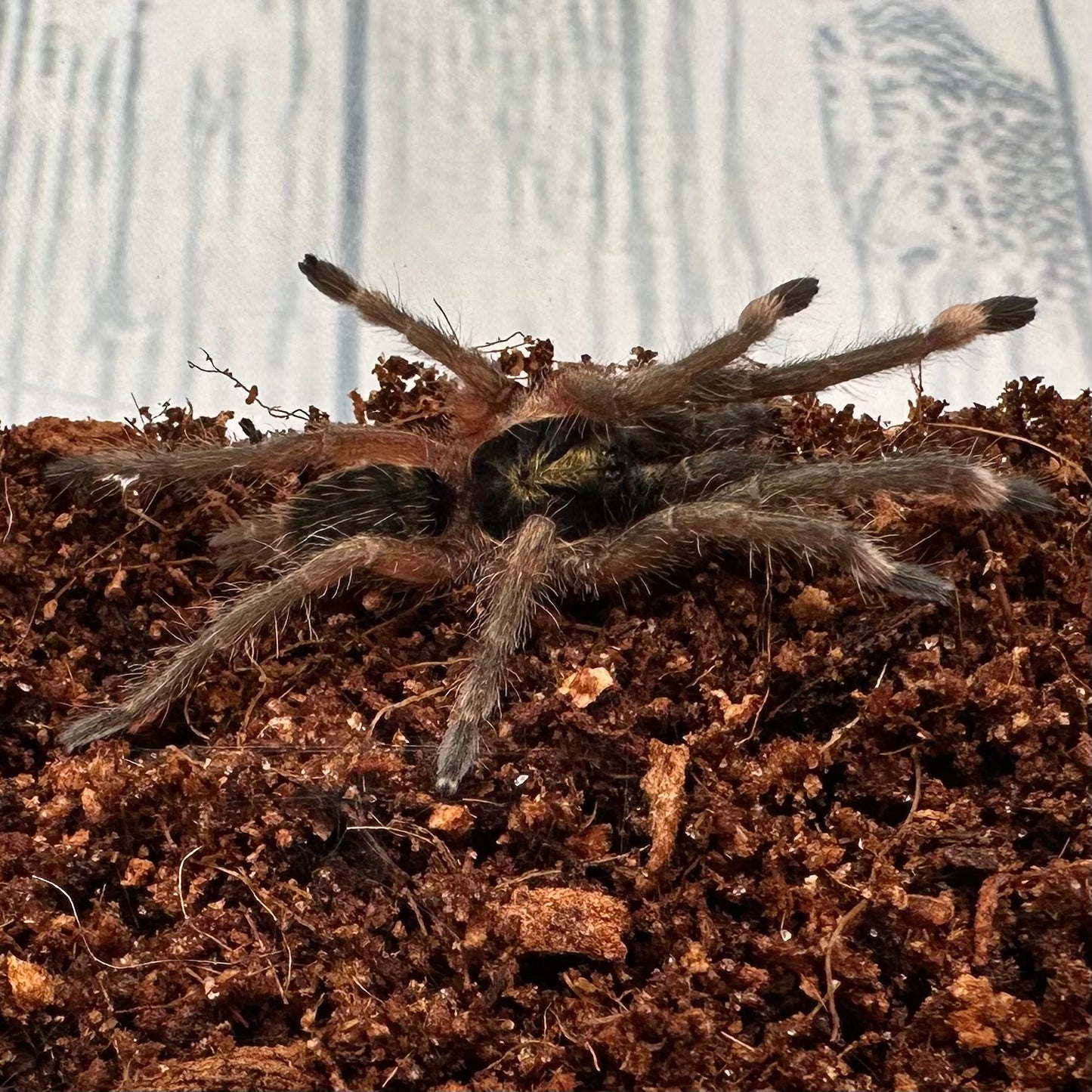Neoholothele incei ~ (Trinidad Olive Tarantula) ½–1" – Unsexed Sling