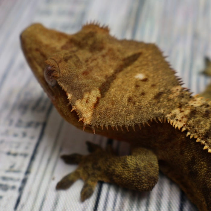 (#E16) Weird Tiger Crested Gecko – Male Sub-Adult
