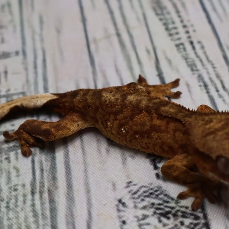 (#428) het Axanthic Crested Gecko – Unsexed
