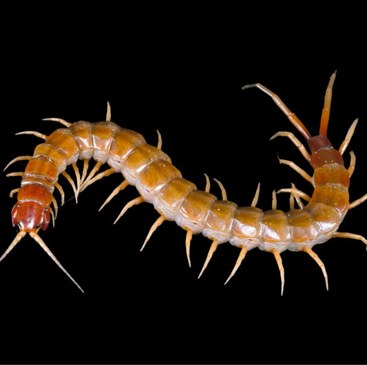 Scolopendra longipes (Florida Keys Giant Centipede) ~ 3–3½” Unsexed