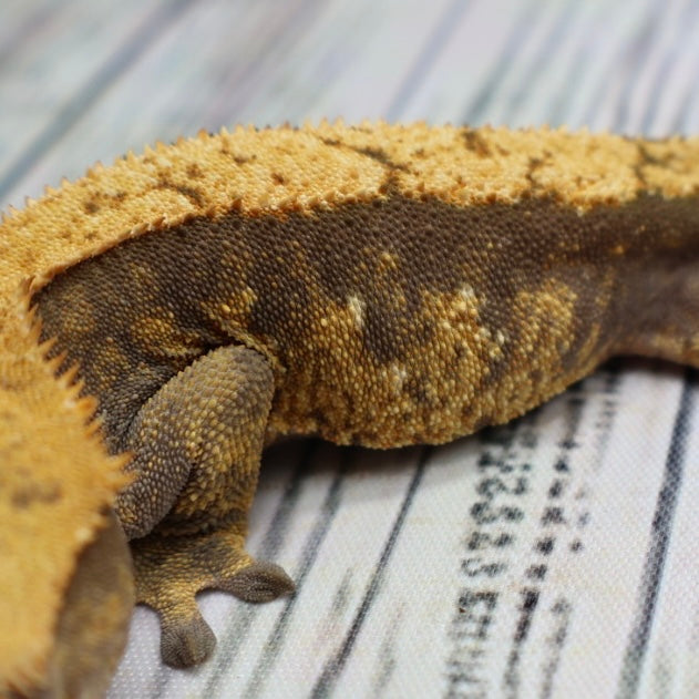 (#E20) Harlequin Softscale Crested Gecko – Female Sub-Adult