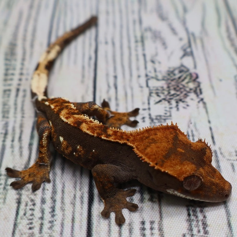 Possible RCK Cappuccino Harlequin Dalmatian Crested Gecko – Unsexed (#439)