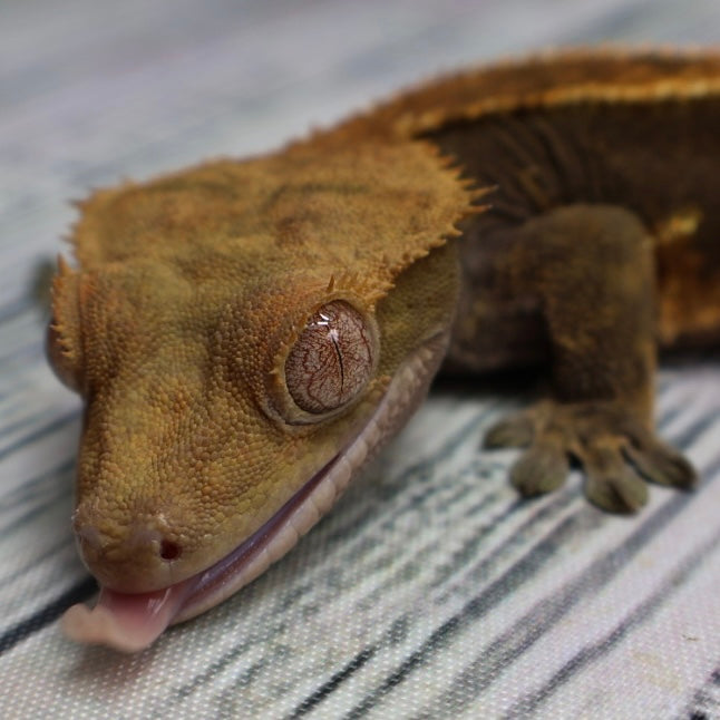 (#319) Red & Black Softscale Emptyback Pinstripe Crested Gecko – Male Adult Proven Breeder
