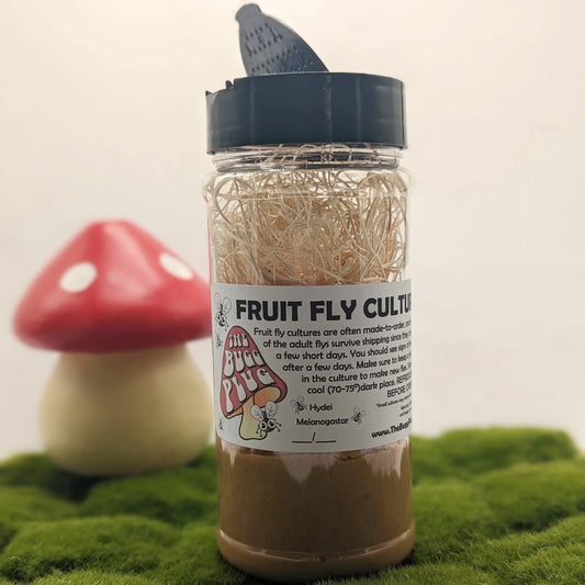Large Hydei Fruit Fly Feeder Culture (24oz)