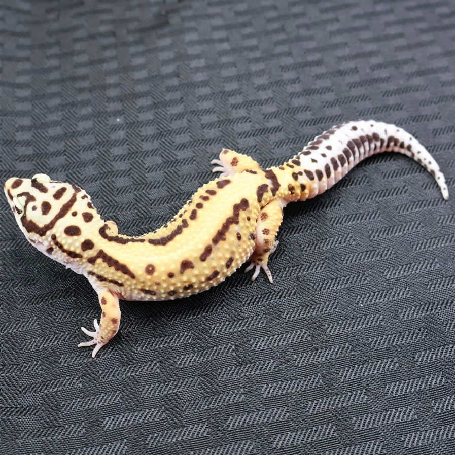 (#3) Bold Tangerine Leopard Gecko – Female