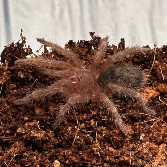 Grammostola pulchripes ~ (Chaco Goldstripe Tarantula) ½" – Unsexed Sling
