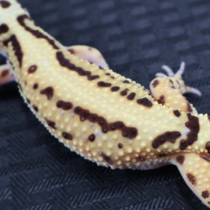 (#3) Bold Tangerine Leopard Gecko – Female