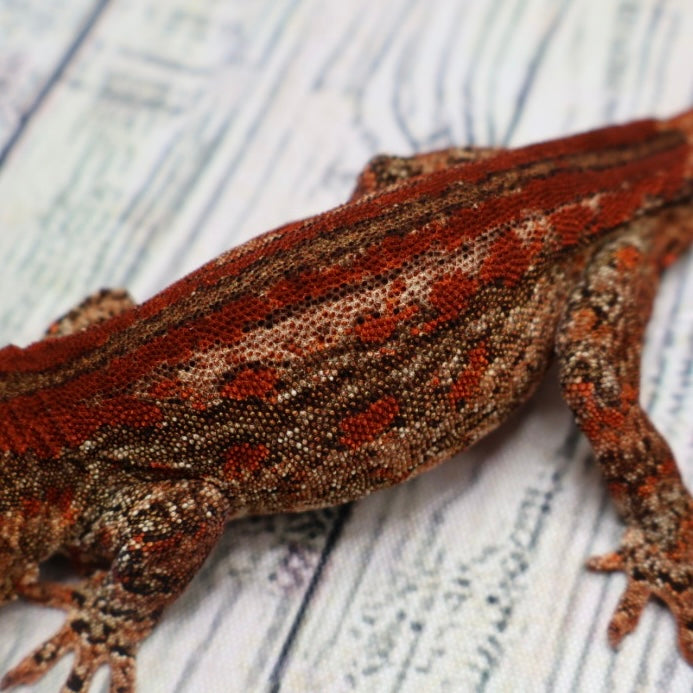 Phantom Eye High Red Stripe Gargoyle Gecko – Male {DEADPOOL LINE}